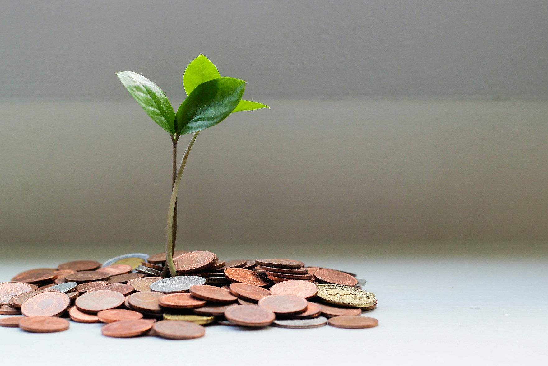 Kiełkująca roślina z monet
